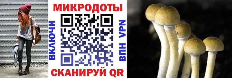 Псилоцибиновые грибы Cubensis Дорогобуж